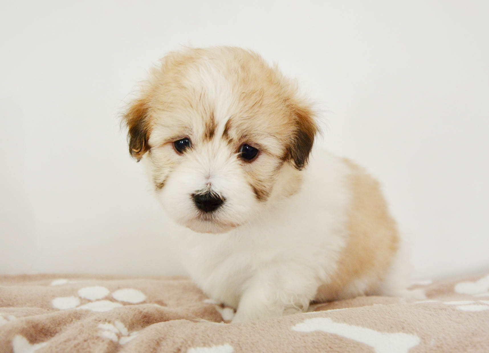 믹스 반려동물 관련 사진