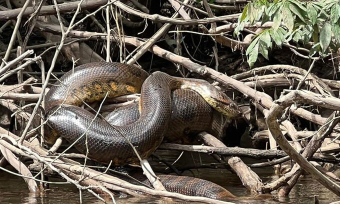 신종-아나콘다의-모습