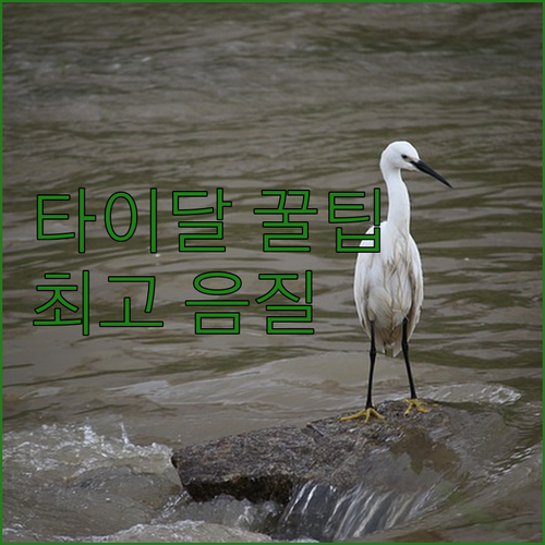 타이달, 돈 아끼면서 최고 음질 즐기