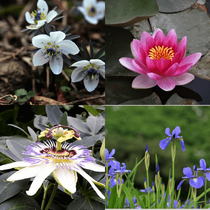 신비롭고 예쁜 꽃들, 변산바람꽃, 수련, 시계꽃, 붓꽃
