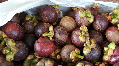 비닐봉지에 들어있는 망고스틴