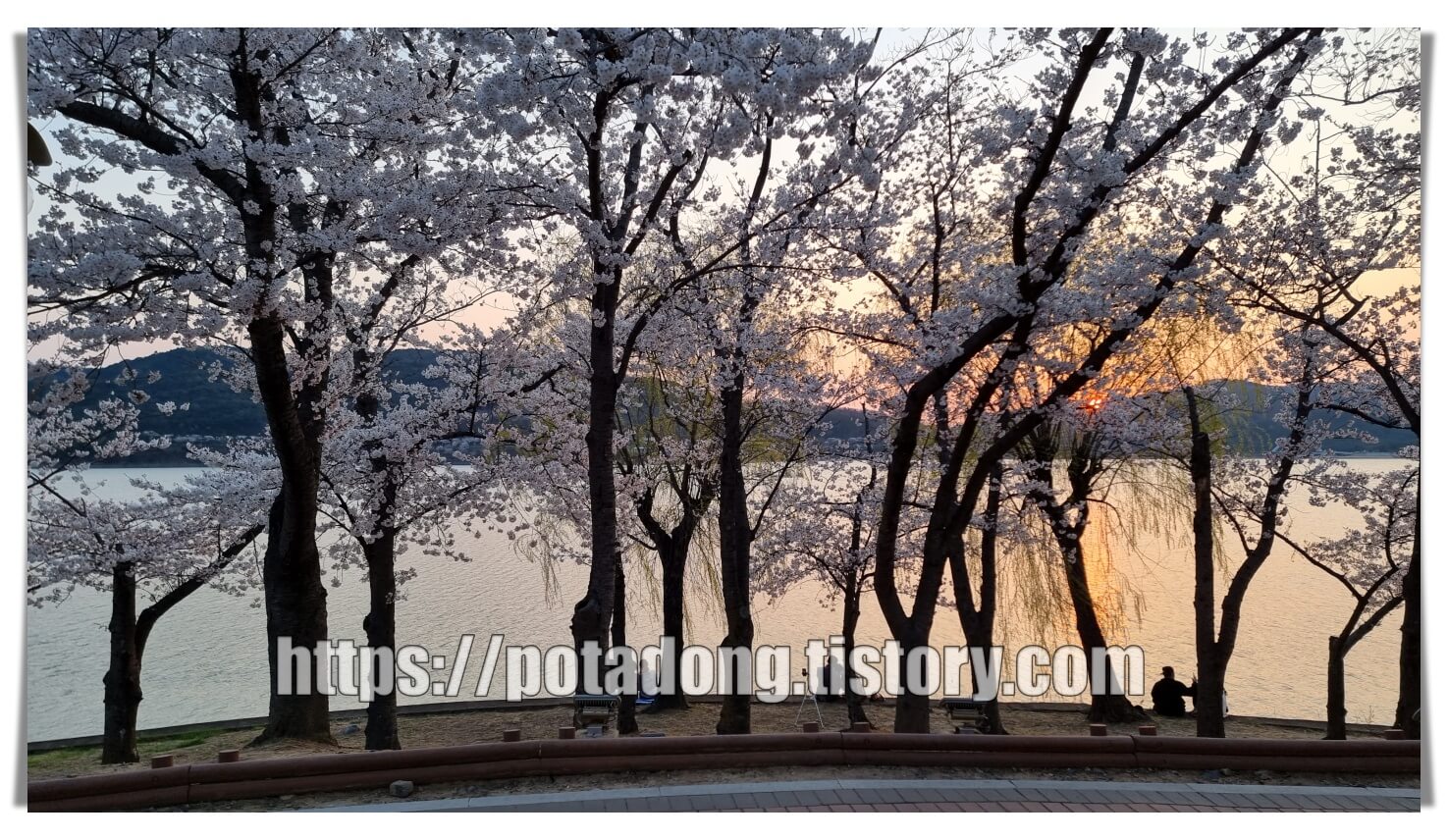 경주 보문호 벚꽃