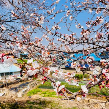 만경강 벚꽃길1