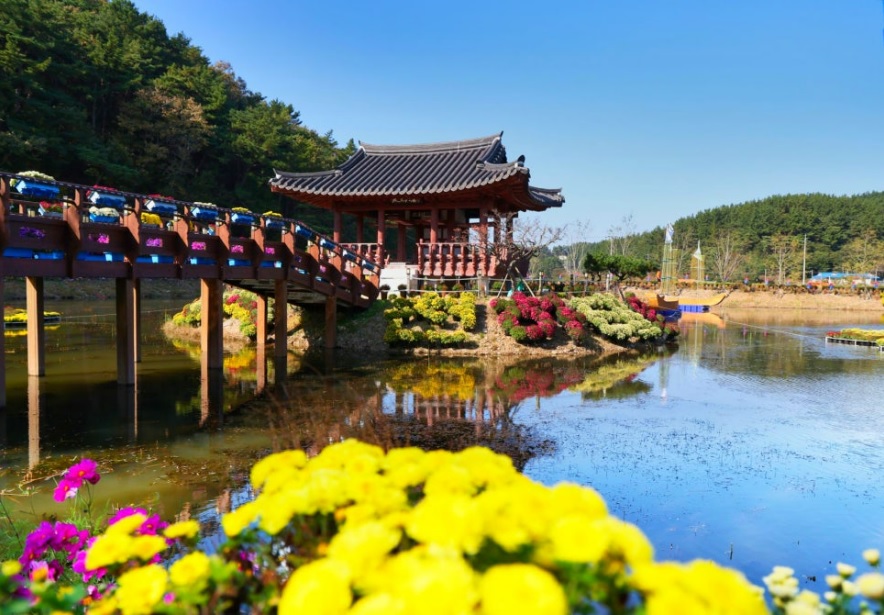 태안 국화축제 일정