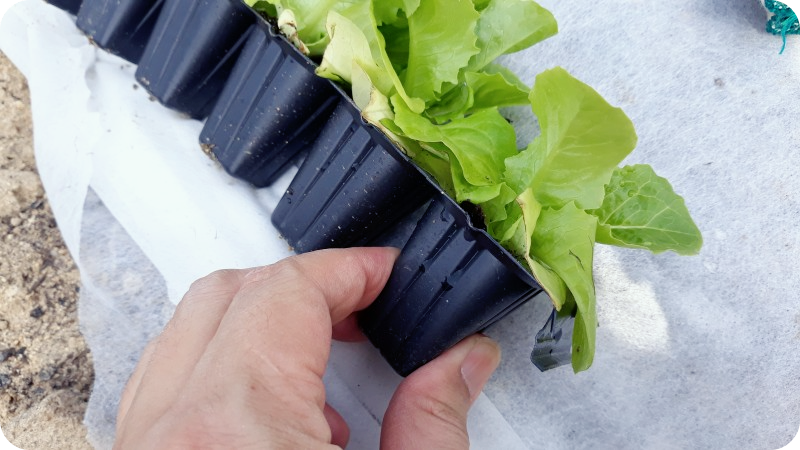 상추 파종시기-재배방법