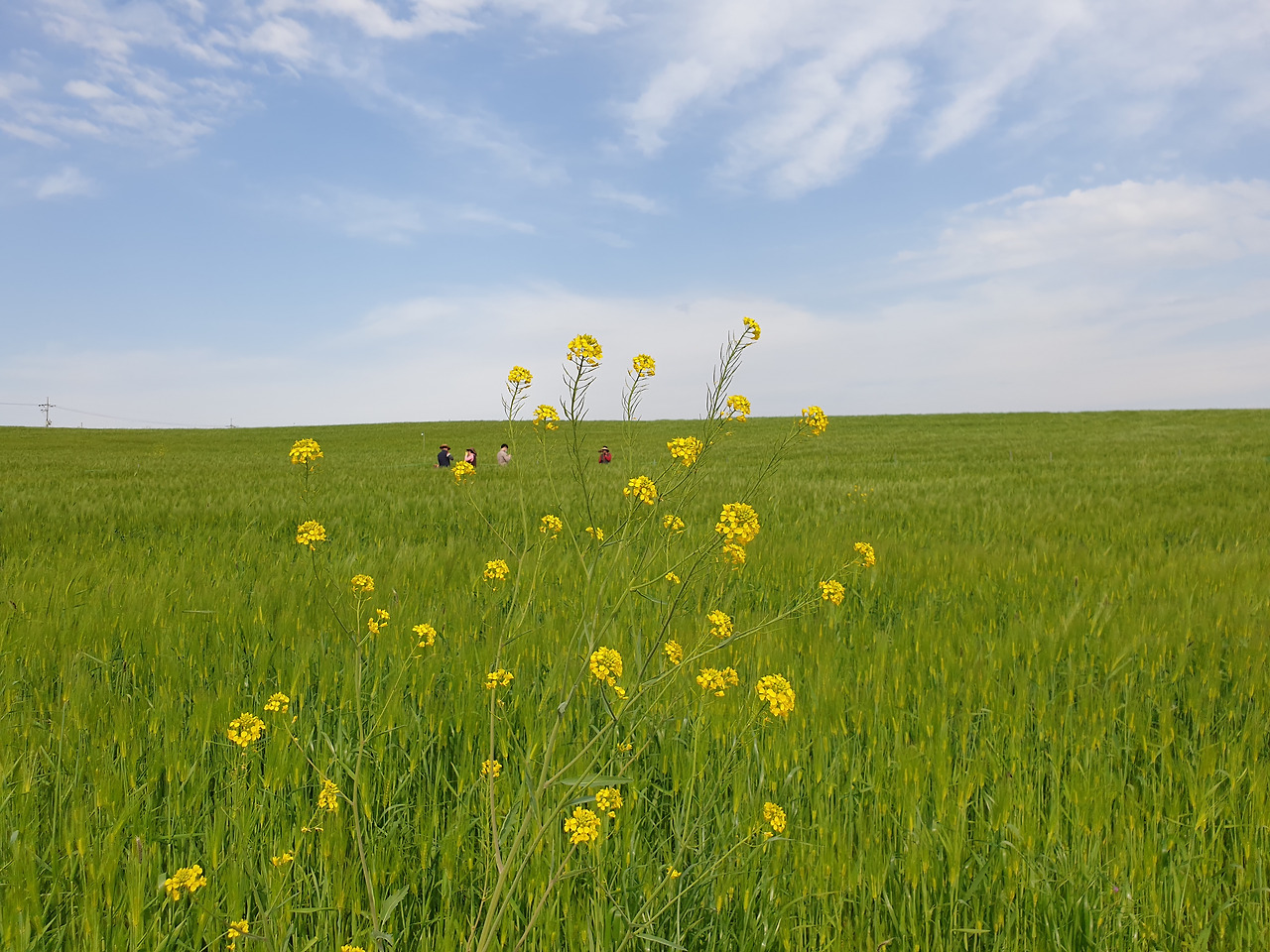 고창 청보리밭축제