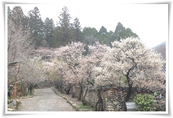 "매화" 겨울을 깨우는 은은한 향기의 비밀을 간직한 백매화 홍매화 청매화!