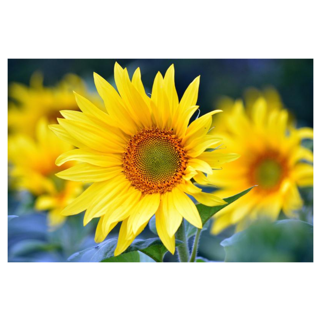 맥문동과 관련된 사진입니다.