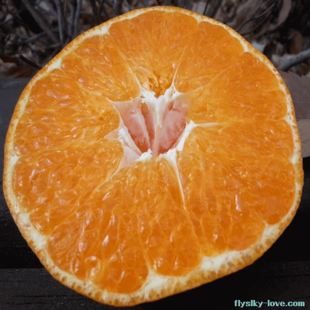 과육이 탱탱하고 과즙이 풍부한 레드향