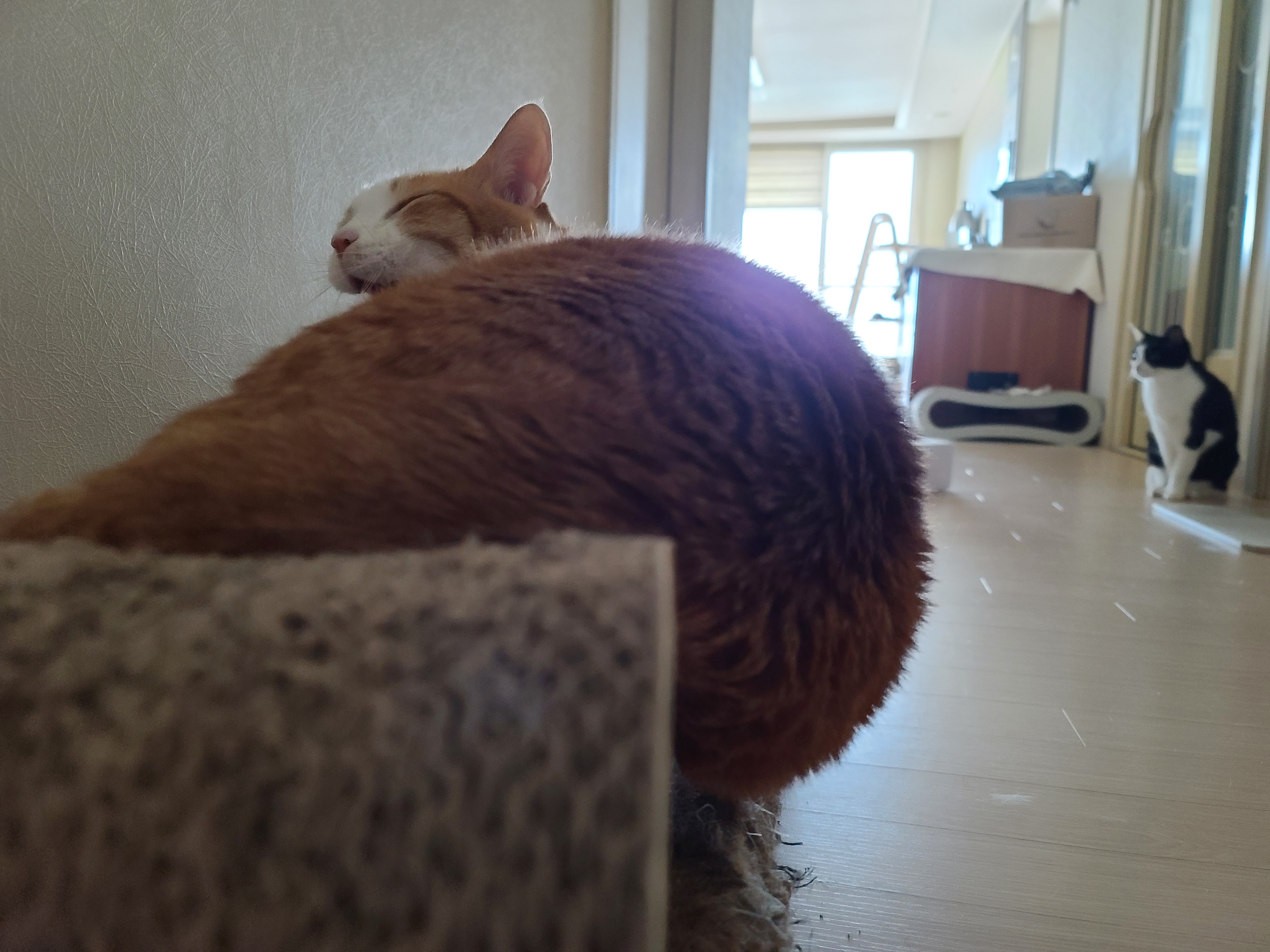 흘러내릴듯 흘러내리지 않는...보는 사람만 불안한 고양이 수면자세.