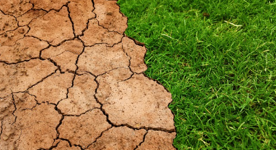 기후 변화가 생태계에 미치는 영향