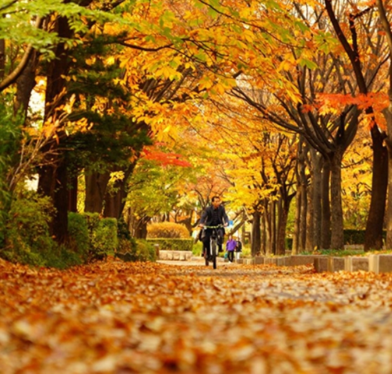 산책하기 좋은 서울 단풍 명소 110선