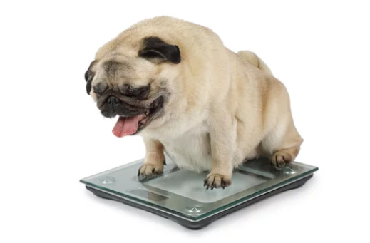 살찐 강아지 사진/ 출처:어도비스톡