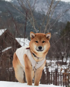 강아지 프로바이오틱스