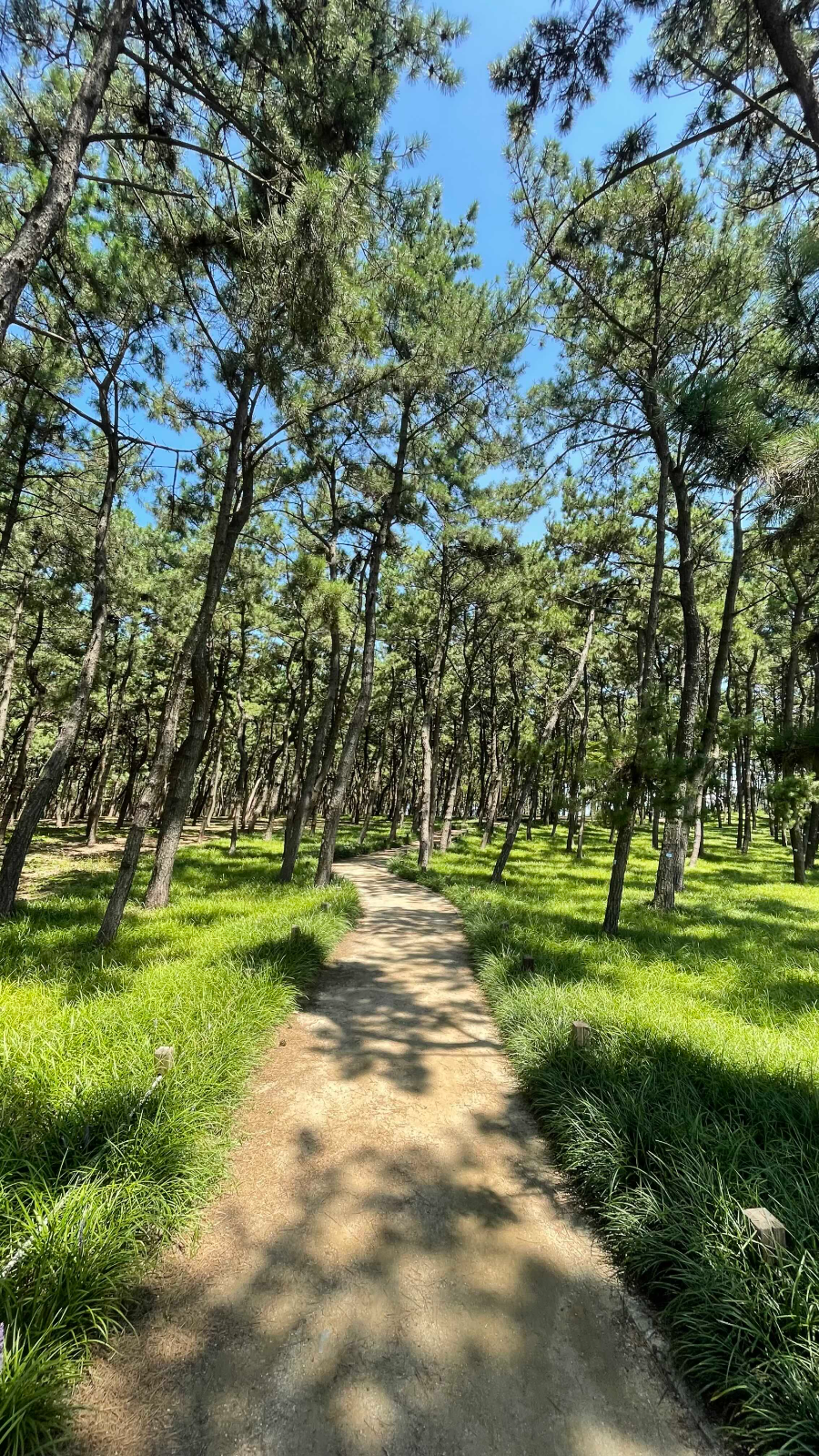 장항 송림 산림욕장