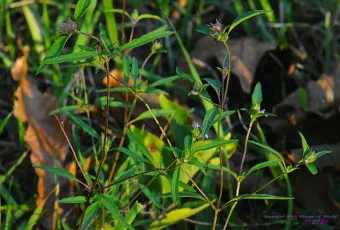 약용식물 가는잎산들깨 석향유 여름철 한방재 건강 효과_6