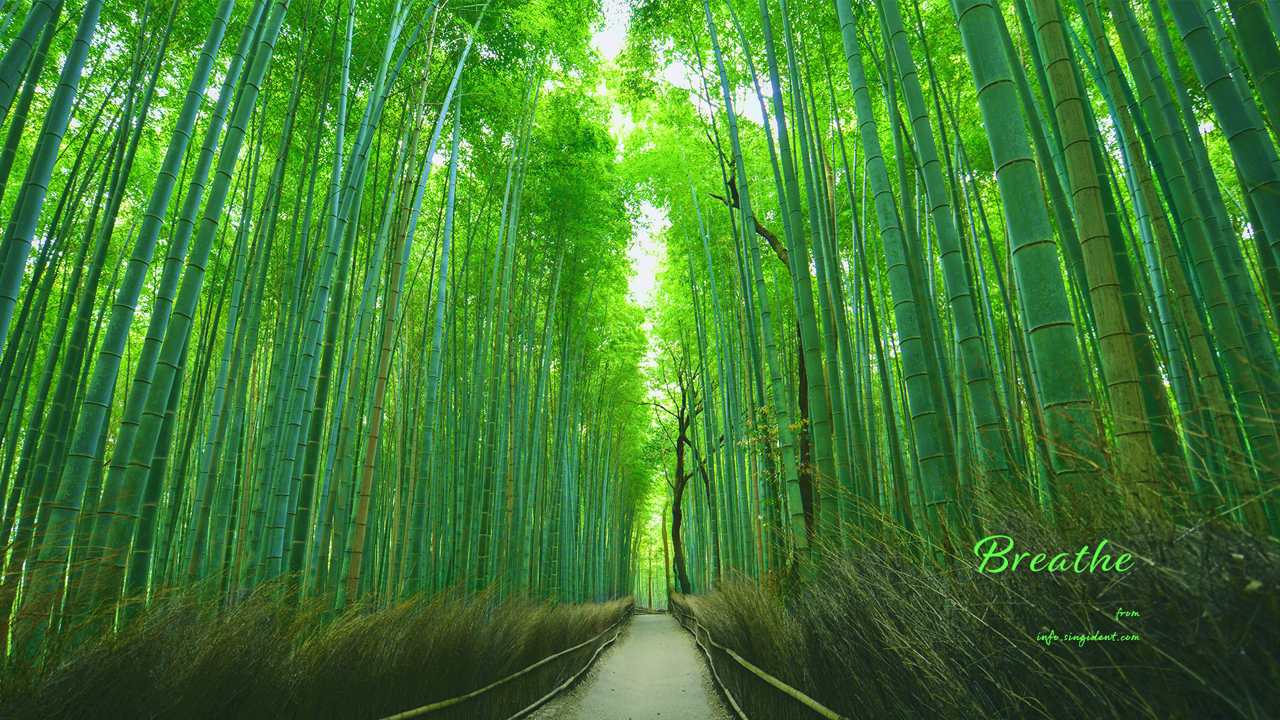 02 대나무 숲길 C - Breathe 숲배경화면