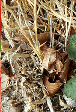 시들은풀과-낙엽 