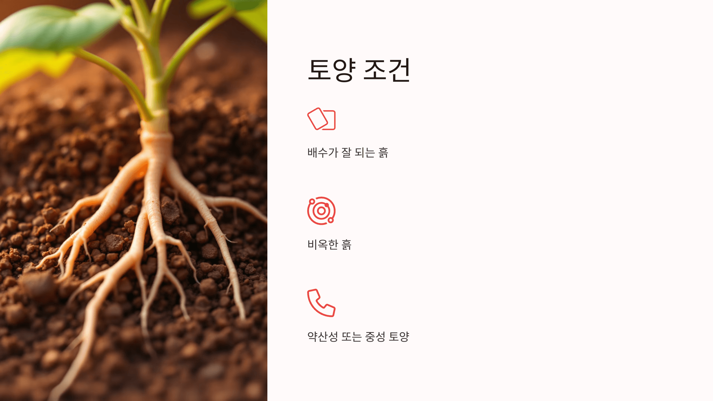 능소화 사진입니다.