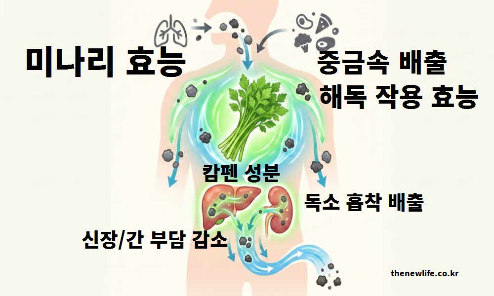 미나리 효능 중금속 배출 해독 작용