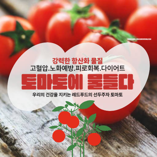 세계적인 슈퍼푸드 토마토의 긍정적인 영향 토마토의 효능 및 매일 먹으면 나타나는 건강 혜택