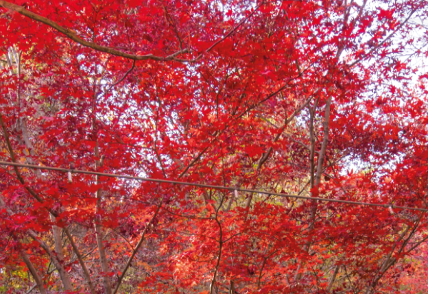 화담숲