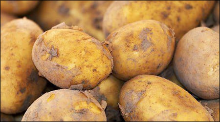 감자 한 무더기