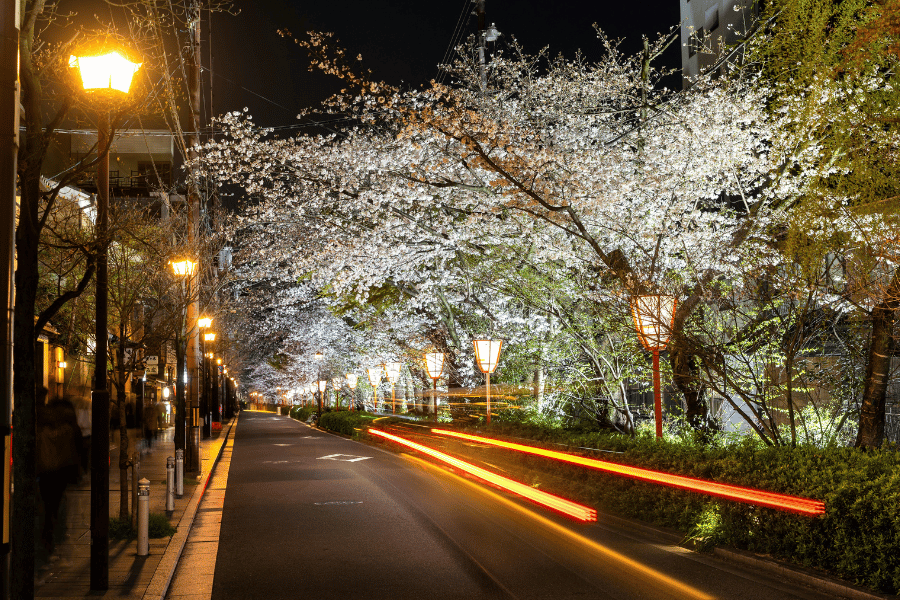 교토 벚꽃 여행 완벽 가이드