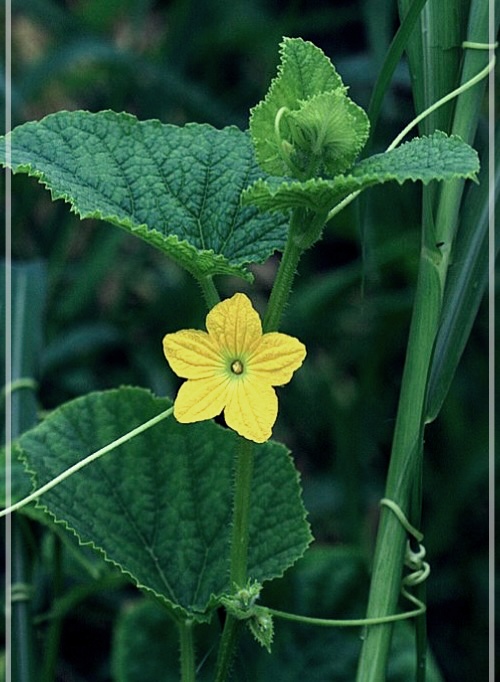 참외 효능, 부작용, 보관법 및 칼로리 총정리