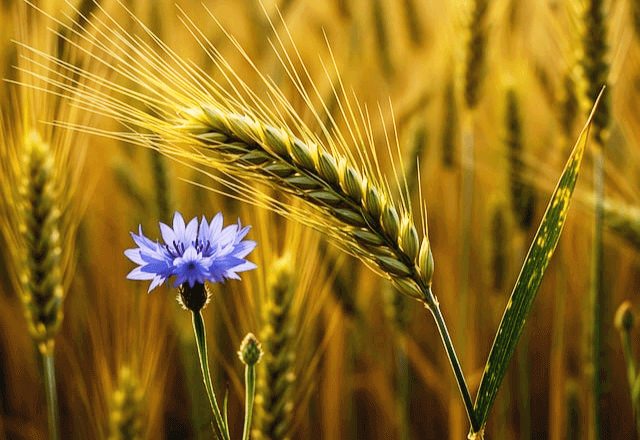 잘 익은 뱌가 알곡이 꽉 찬 채로 밭에 있다. 파란색 꽃이 벼 사이에 피었다.