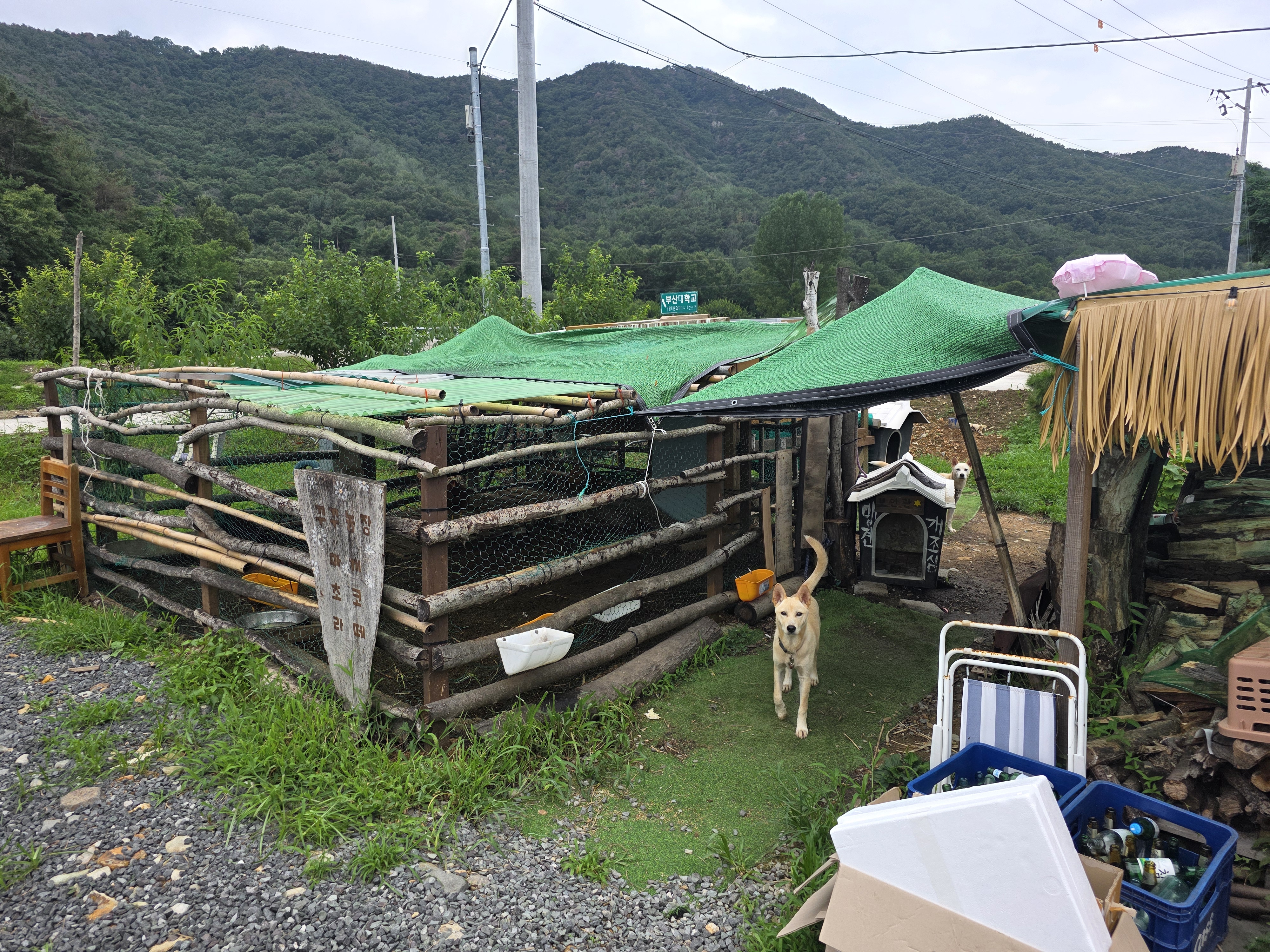 펜션 입구에 있는 강아지