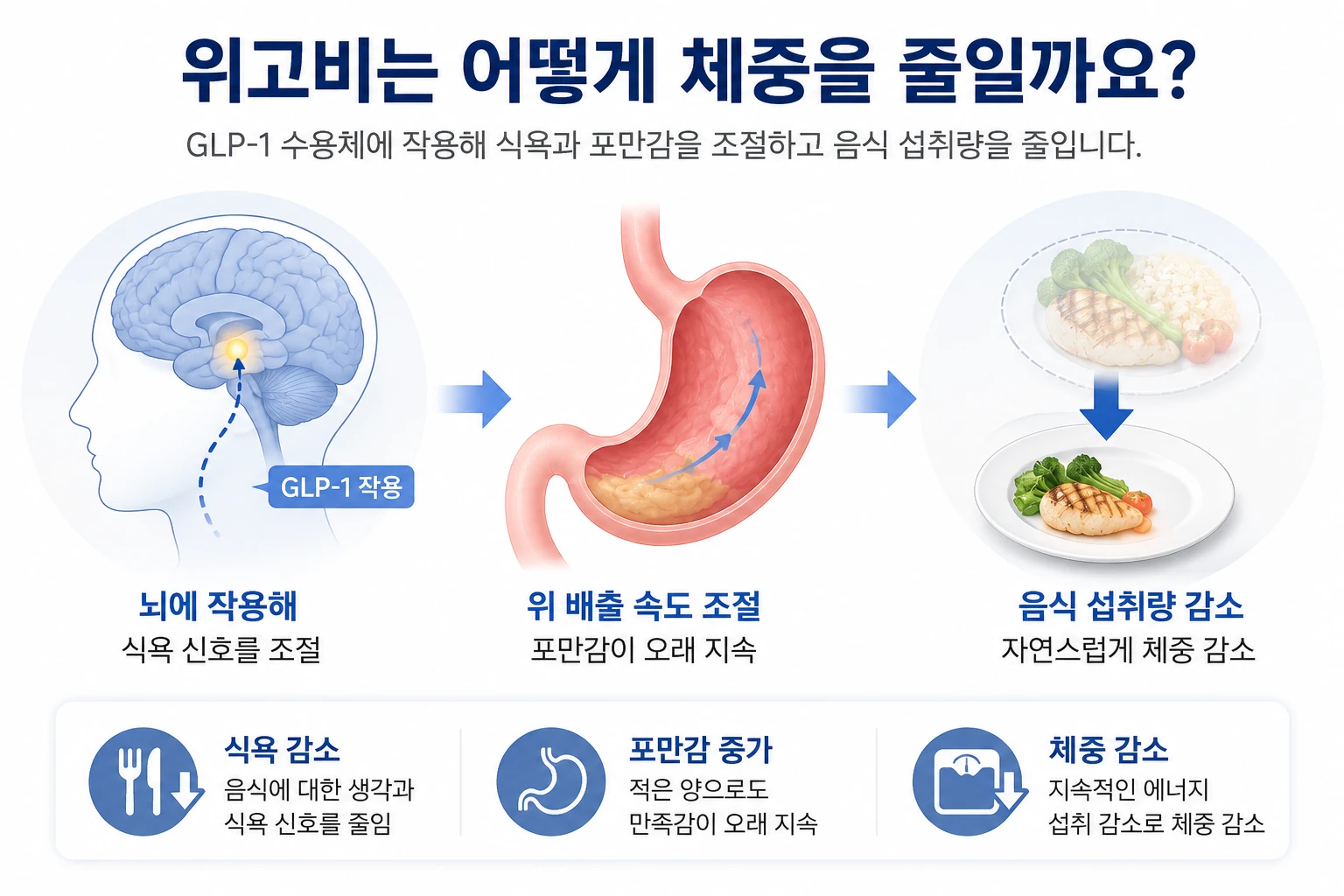 위고비-체중감량-작용원리
