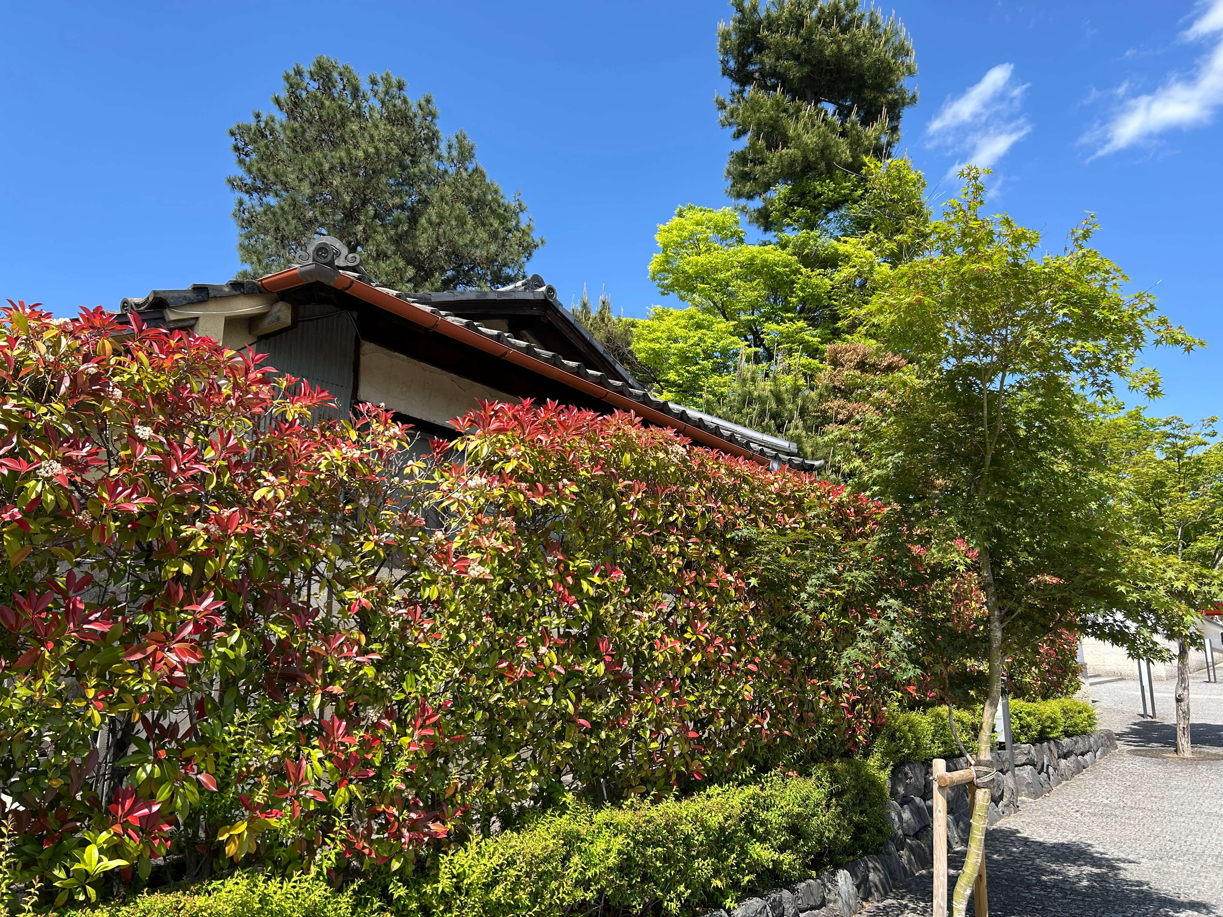 교토 3박4일 여행코스 실제 후기｜가와라마치 숙소&amp;#44; 맛집&amp;#44; 기요미즈데라 일정 관련사진