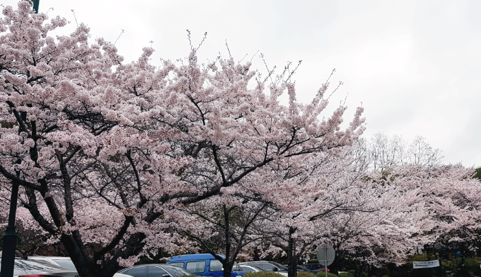 벚꽃 가득한 캠핑장