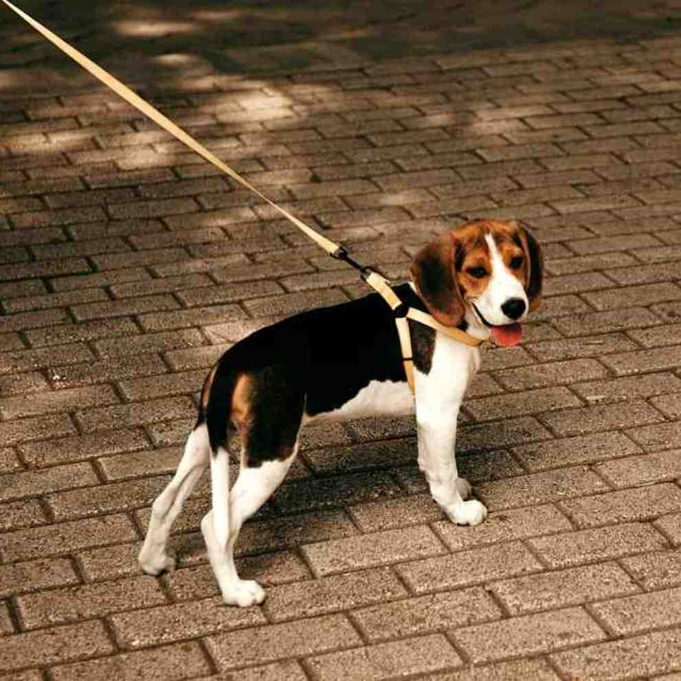 반려동물 의료비 지원