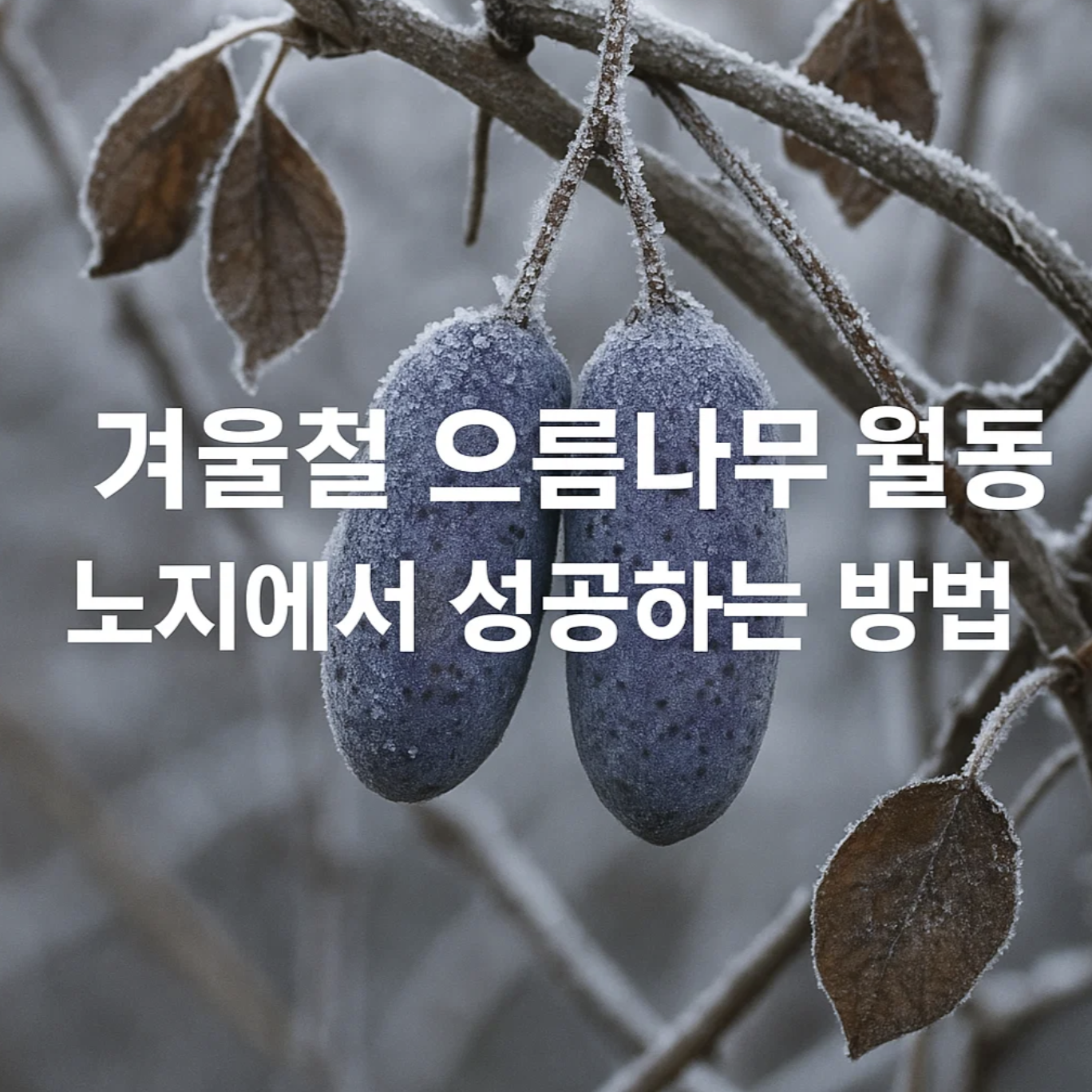 겨울철 으름나무 월동, 노지에서 성공하는 방법