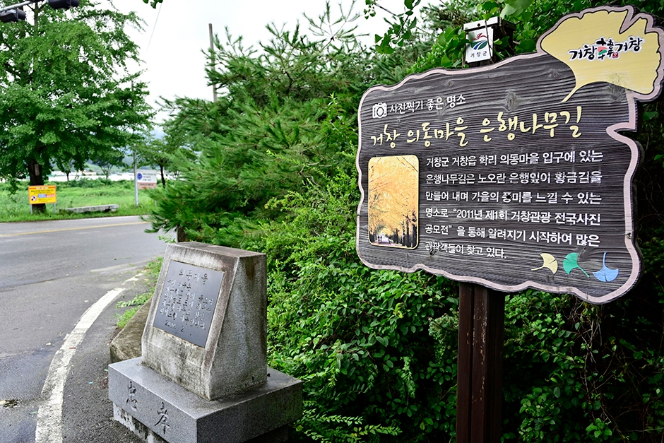 [경남 여행지 추천] 거창 가볼만한 곳 베스트 10 거창은행나무길