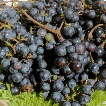 머루포도 효능키우기제철머루포도주 담그기먹는 방법보관 방법 안내_9