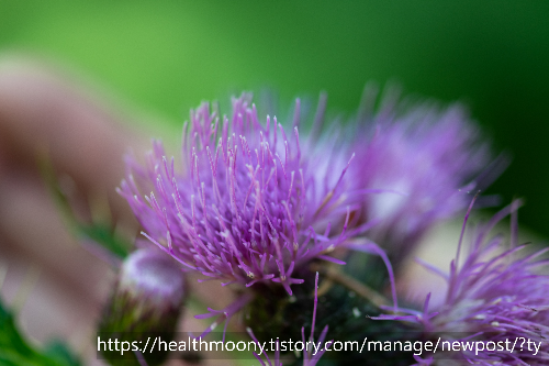 투비컷 밀크씨슬