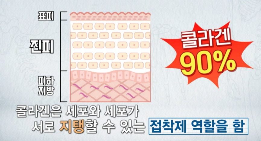 콜라겐