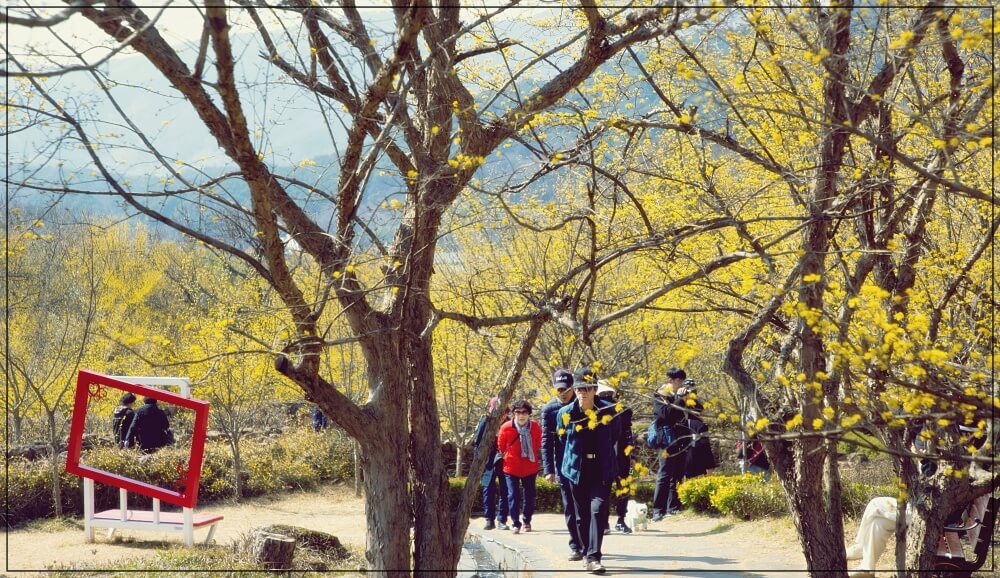 2025년 구례 산수유축제 일정과 주차장위치