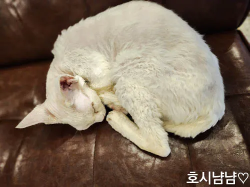 하남 냥이툰 귀여운 고양이와 힐링