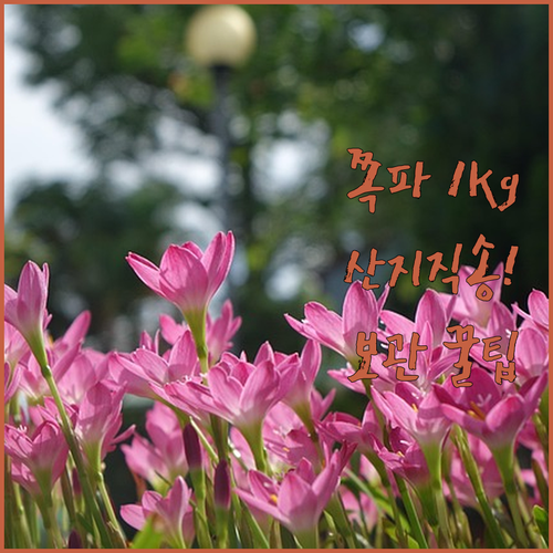 국내산 깐쪽파 1kg 산지직송 후기 ..