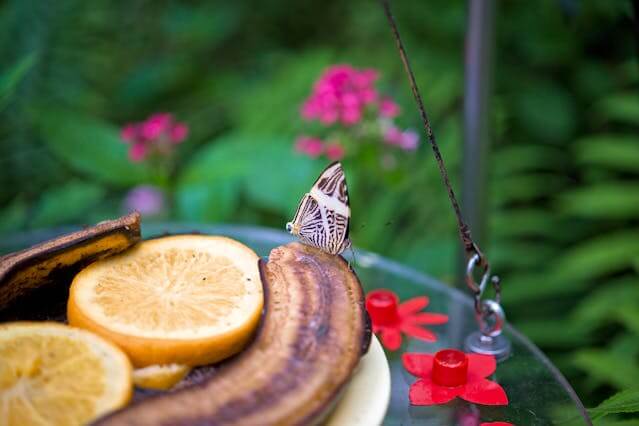 러브버그 퇴치 완벽 가이드