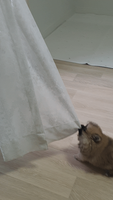 아기 강아지가 커튼으로 장난치는 모습