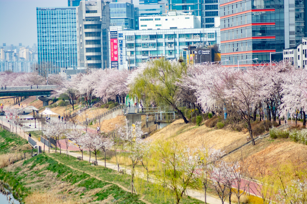 2023년 3월 29일 최근 금천구 안양천 벚꽃길 근황