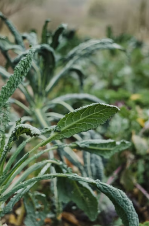 경주 봄나들이 완벽 코스: 보문단지 벚꽃 산책과 향긋한 산나물 비빔밥의 만남