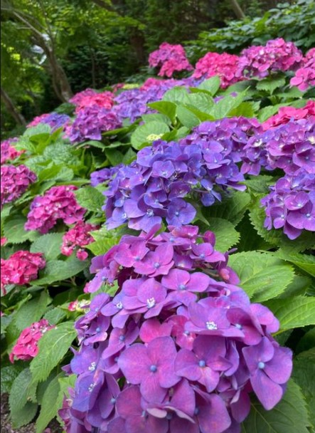 화담숲 수국 축제
