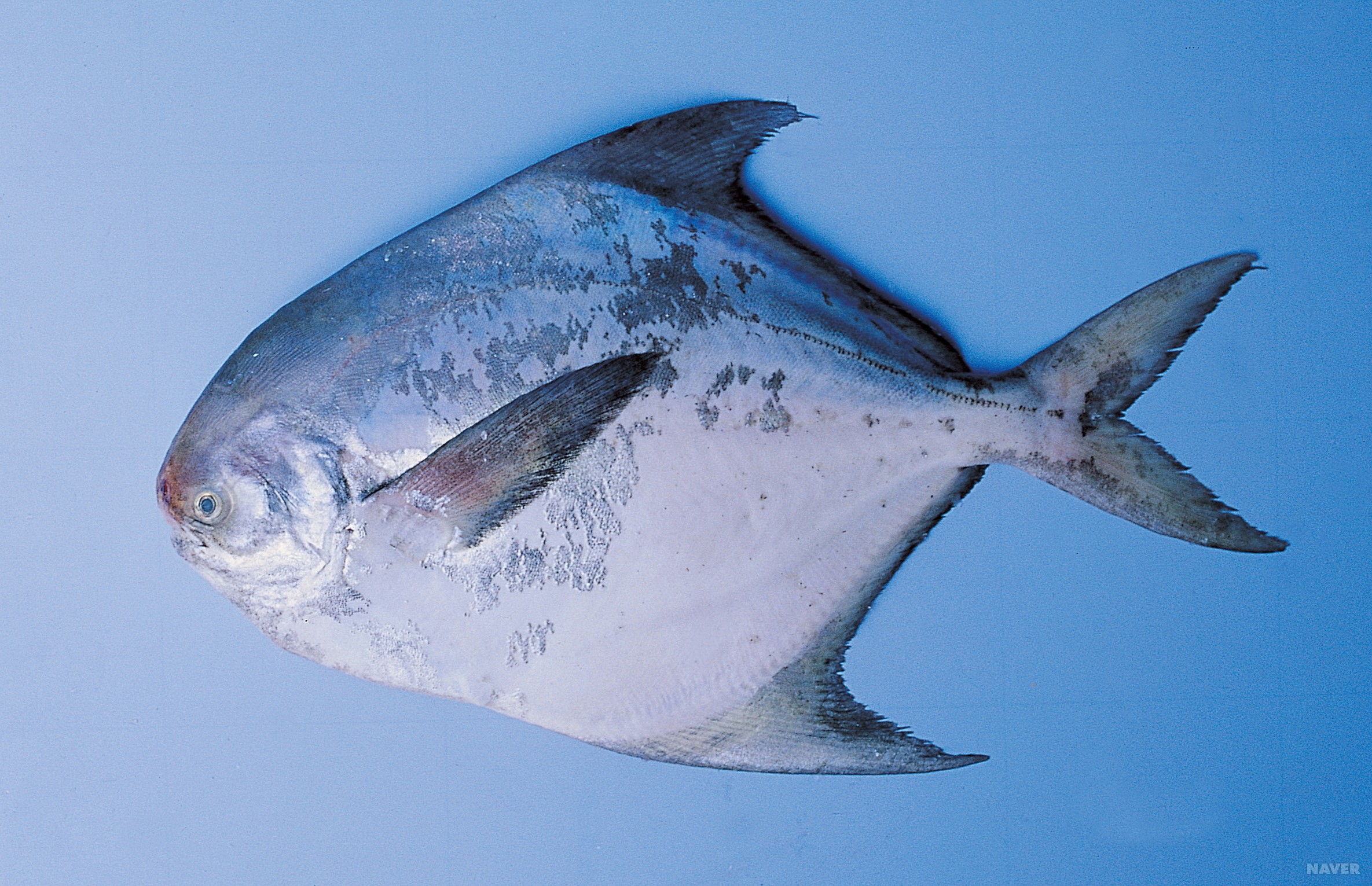 3월 제철음식 총정리