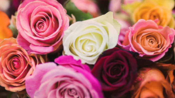 장미 색깔별 꽃말 개화시기 키우는법